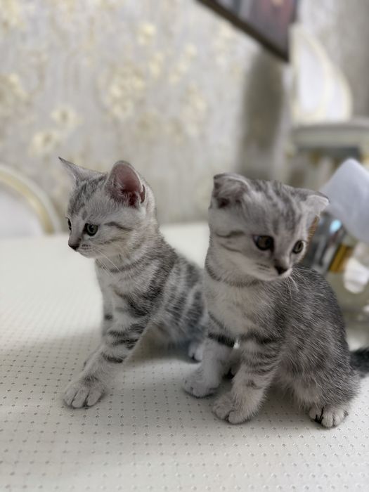 продаются котята 1,5мес