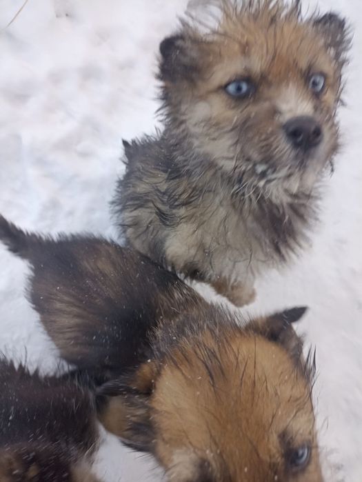 Щенята ищут новый дом