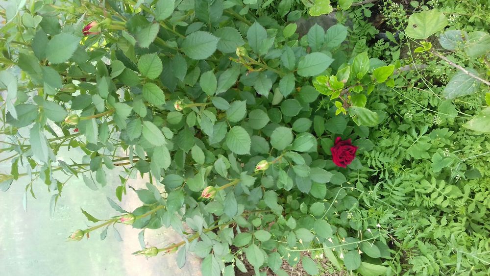 Гуллар ва Кучатлар