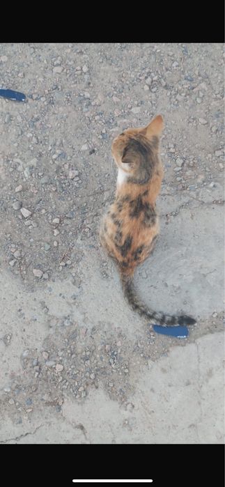 Котята и кошка в добрые руки