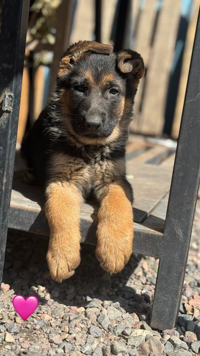 Щенки немецкой овчарки