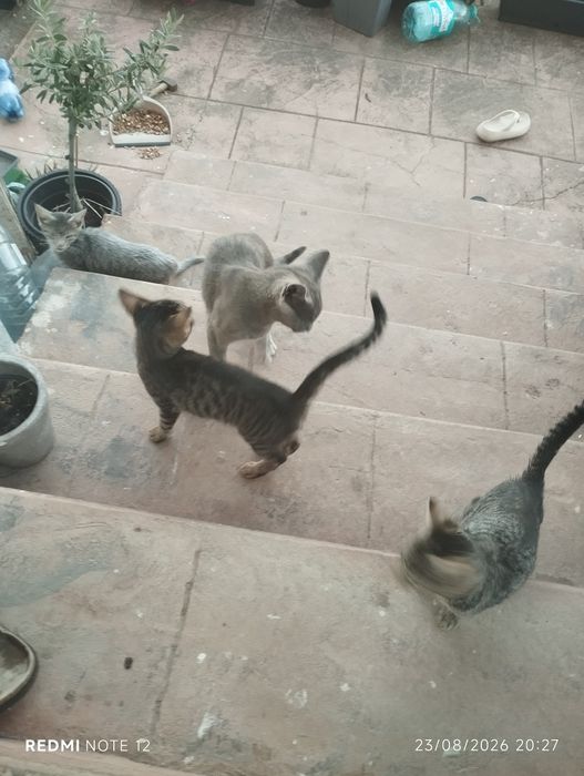 Donez 3 pui de pisica frumosi si jucausi