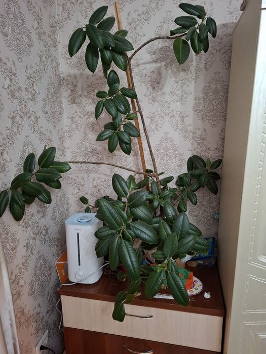 Домашние  цветы .