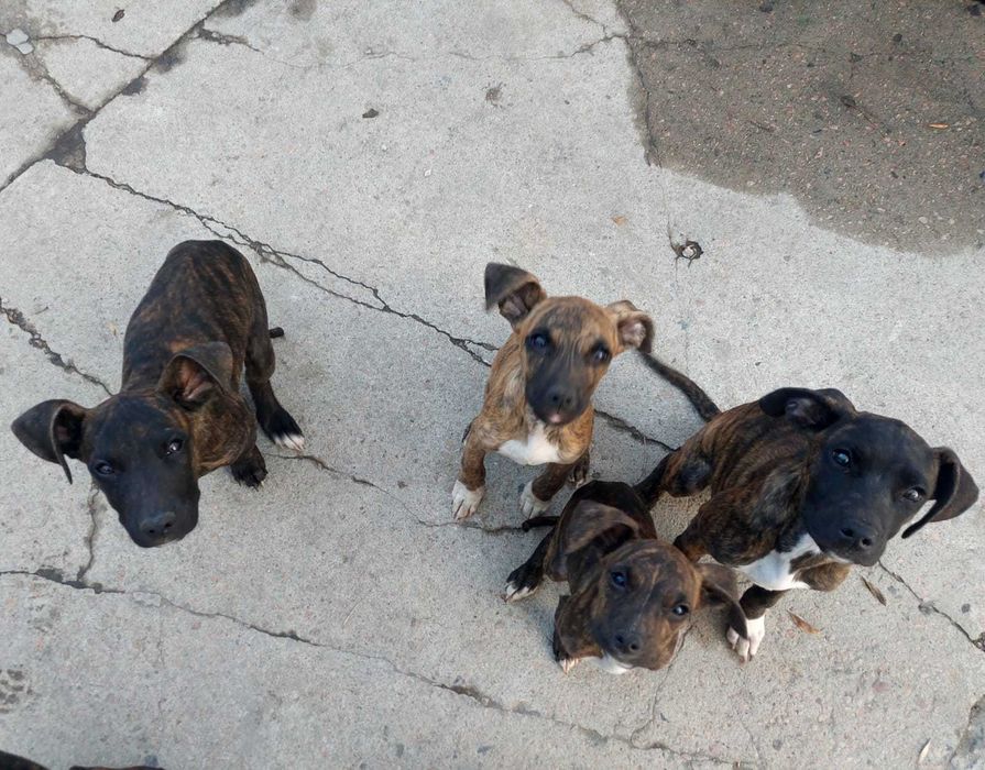 Щенки американского питбультерьера