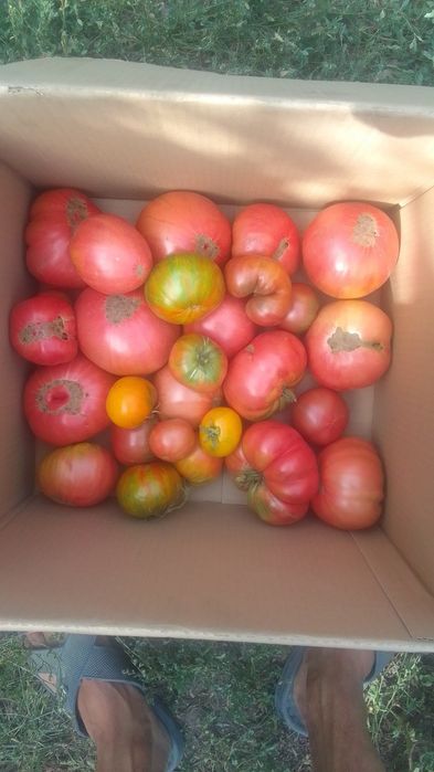 Продам Помидоры домашний