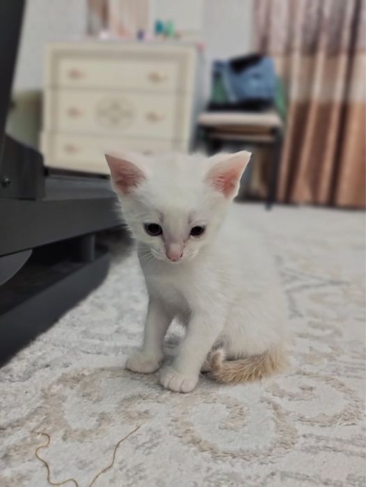 Отдам котят в добрые руки