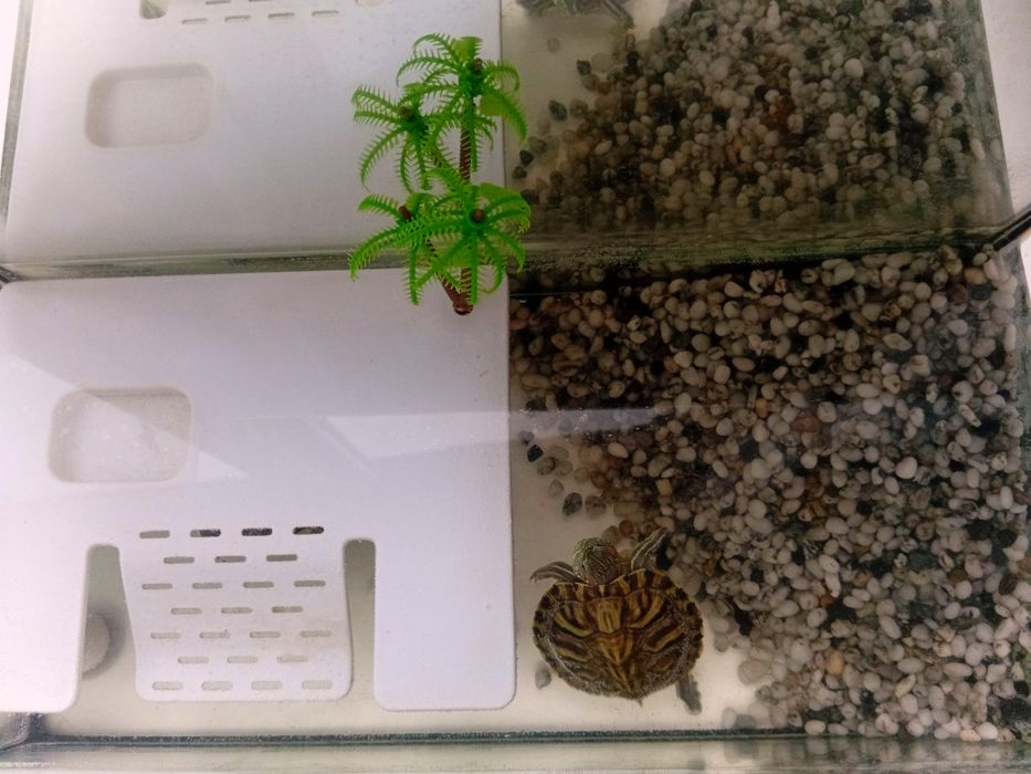 Продам черепашек с аквариумом