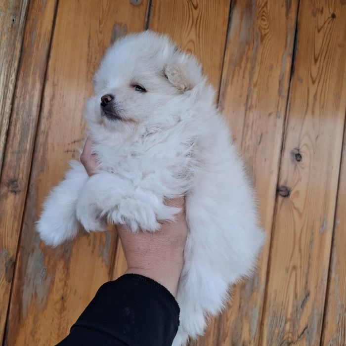 Плюшевые щенки шпица