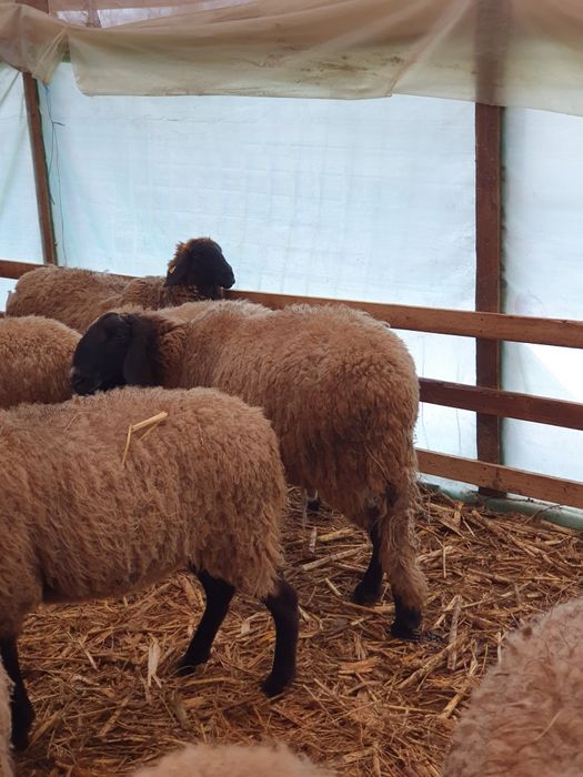 Berbeci de vânzare.