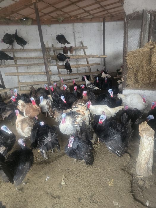 Индюк тер сатылады