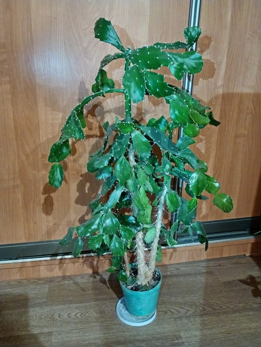 Кактусы опунция 1800