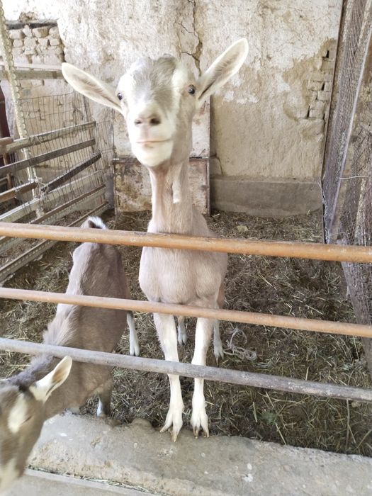 Мини фермага. 100% лик Тогенбург эчкилар сотилади.