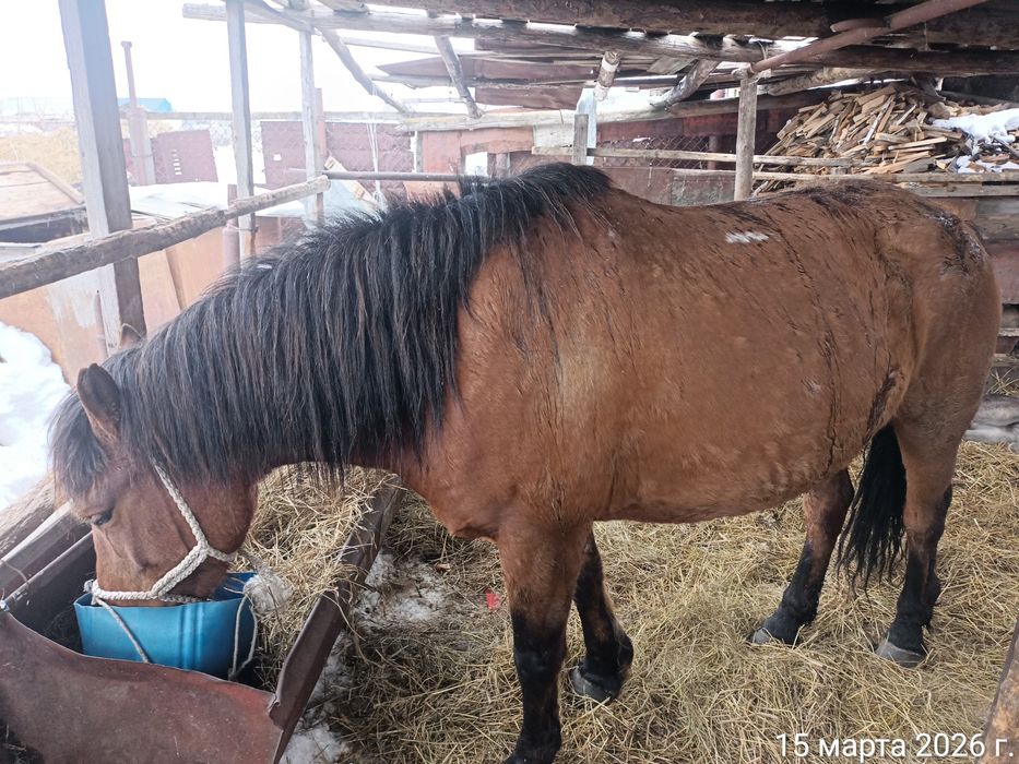 2 бие сатылады кулындайтын