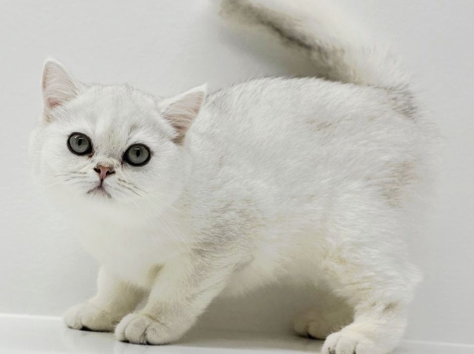 Котик  БриТансКий сереБро шинШилла
