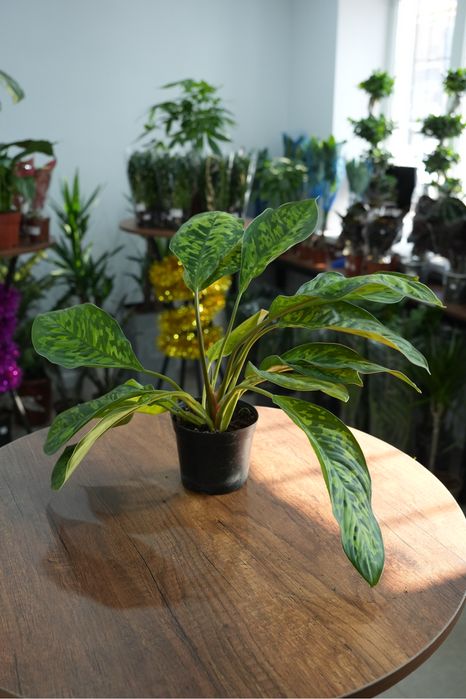 Хомаломена Камуфляж