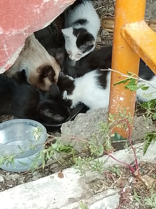 Отдадим котят в добрые руки