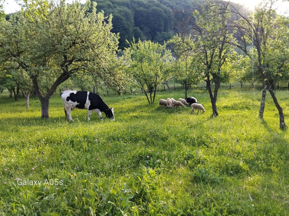 Mieluțe de vânzare.
