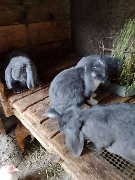 Продаются крольчата