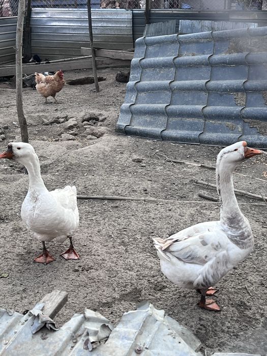 Gascani de snul trecut din luna mai