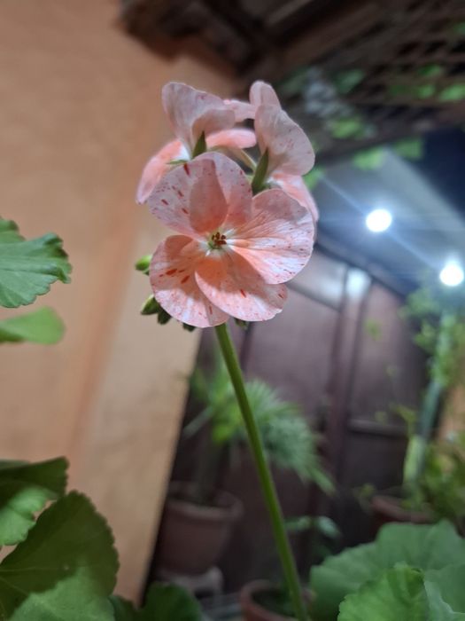 Пеларгония.       .