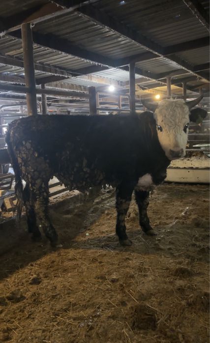 Быки на откорме 11 голов