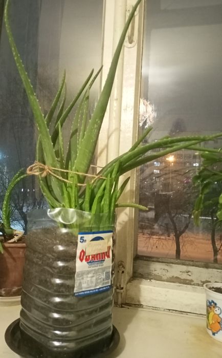 Алоэ вера лечебное