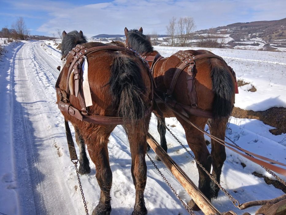 Vând o pereche de cai murg
