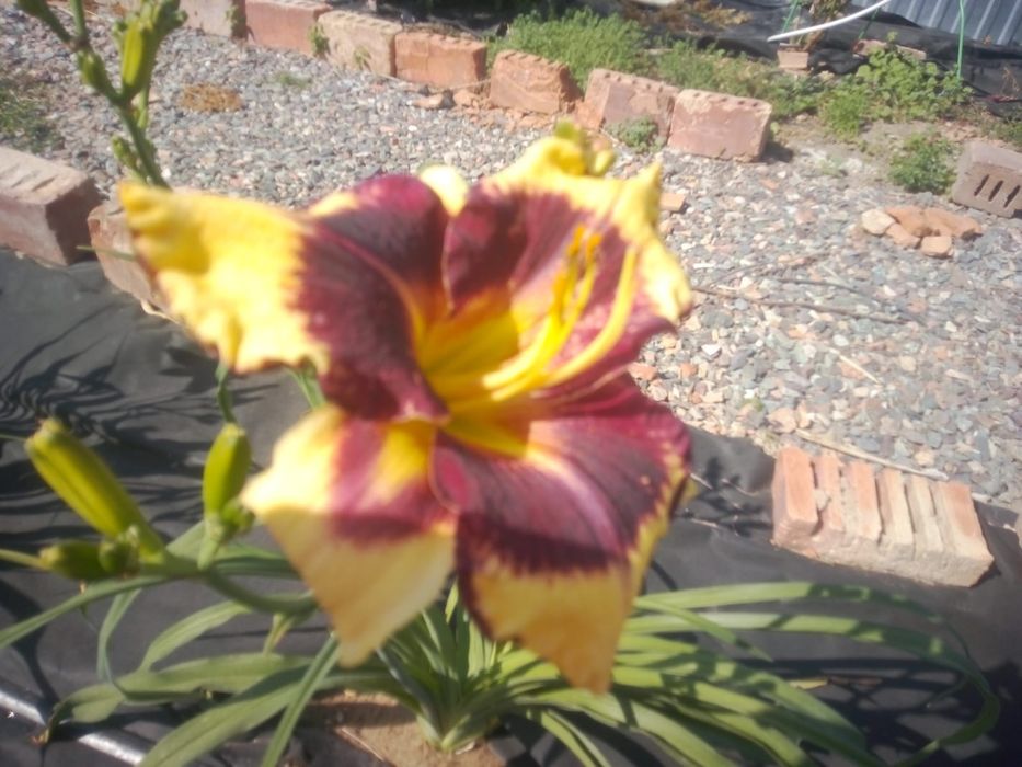 Продаю лилейники дёшево