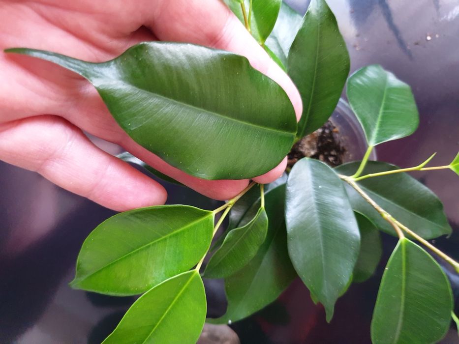 Фикус Бенджамина