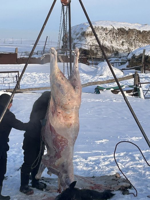 9бас донен 4бас байтал