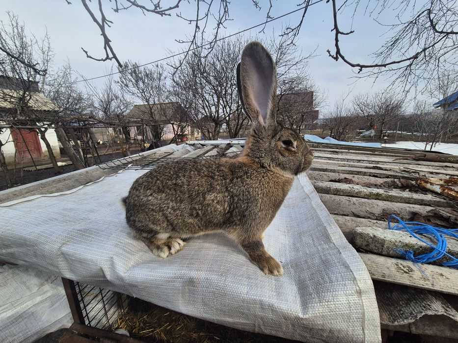 Vand  femela tineret Urias German