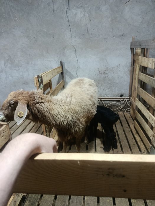 Ona bola qoy sotiladi narxi 5.7mln som sunatiga yana kelshtrib beraman