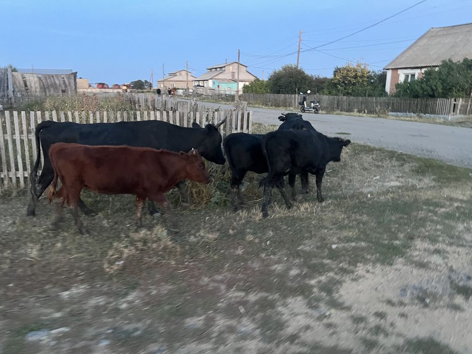 продам 5 голов КРС