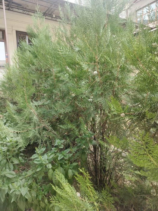 Продается двухметровые туйи