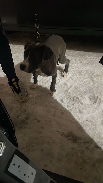 Питбуль девочка.