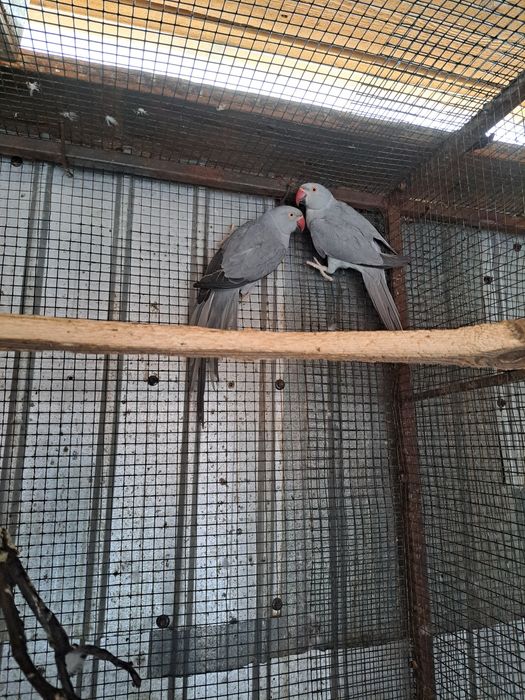 Micul Alexandru maturi