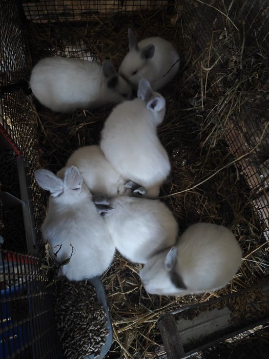 Калифорнийски зайци,пеперуда и други