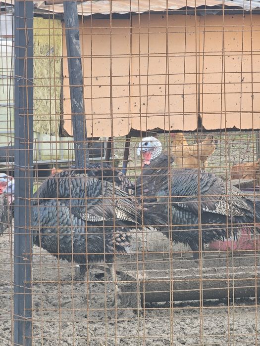 Vând 2 familii de curci bronzate sălbatice