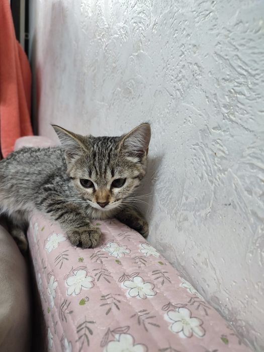 Отдам в добрые руки