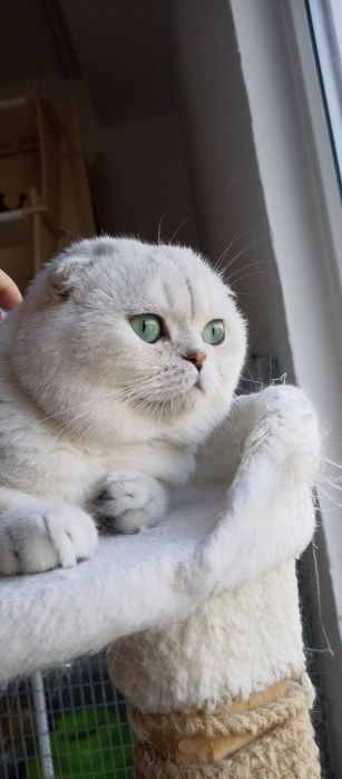 Pisoi pentru a avea pui minunați-Scottish fold