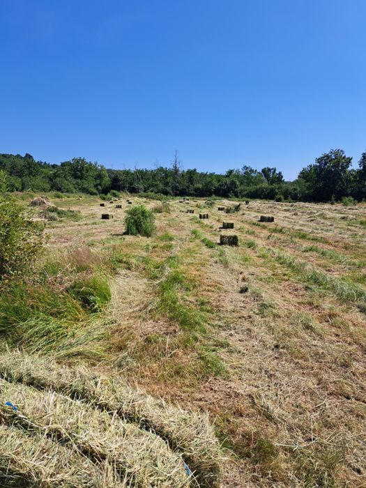 Vând balotii iarba Sudan și fan