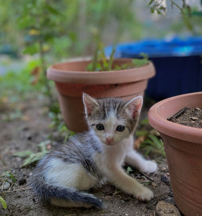 Ofer spre adopție cinci puiuți de pisică