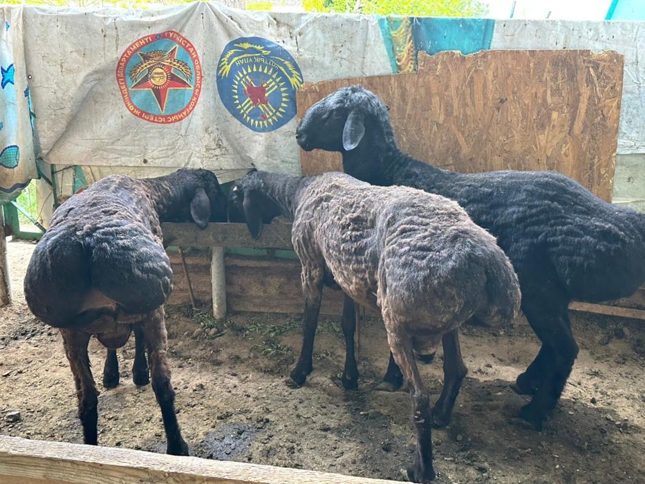 Бараны домашние продаются