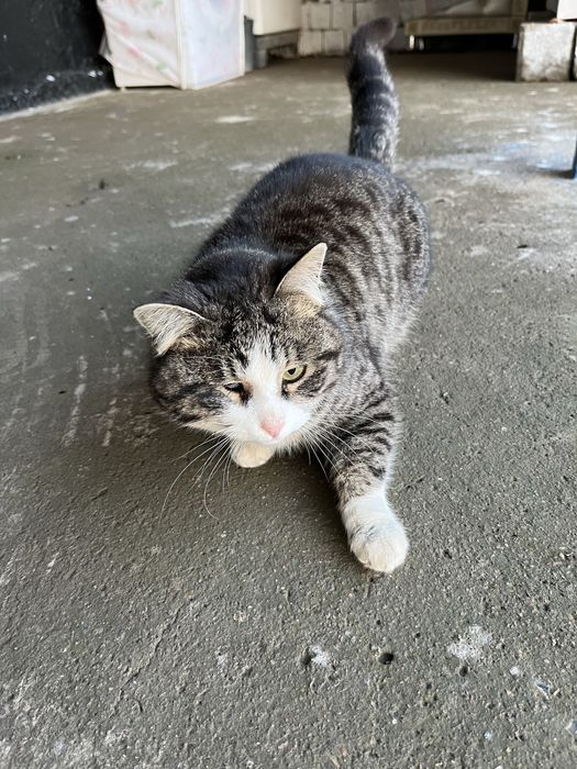 Мысық породистый