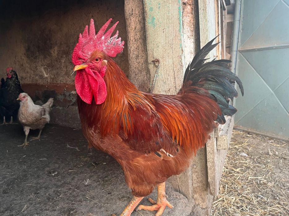 Cocoși tineri de vânzare