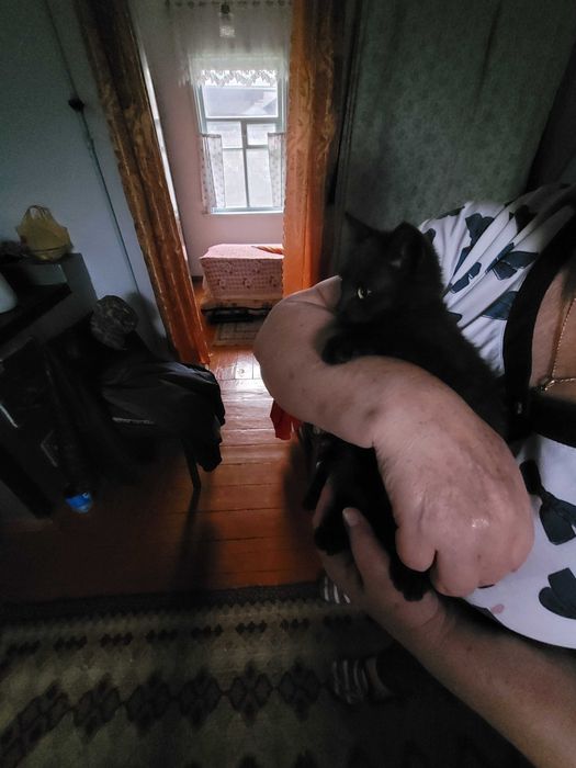 Отдам котенка бесплатно