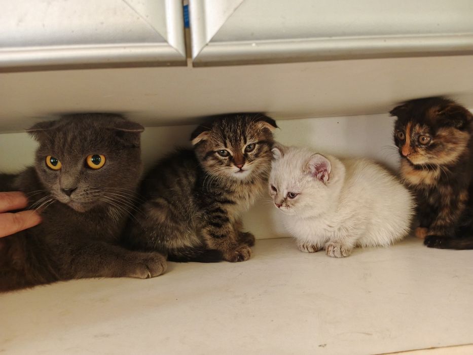 Mushuklar sotiladi skottish fold 3 oylik sogʻlom har biri alohida 100$