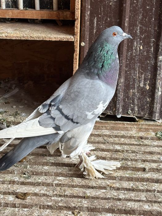 Femelă gușat de Pomerania