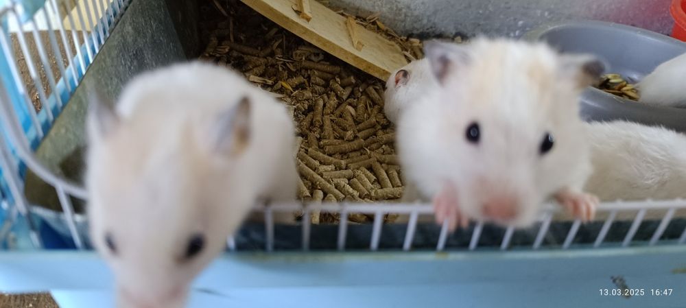 Хомячки Сирийские детки!