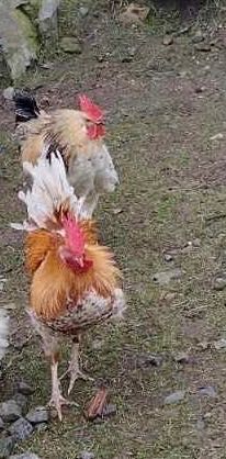 Продава млади петли